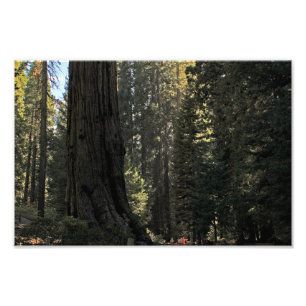 Kings Canyon National Park Fotodruck