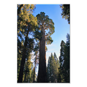 Kings Canyon National Park Fotodruck
