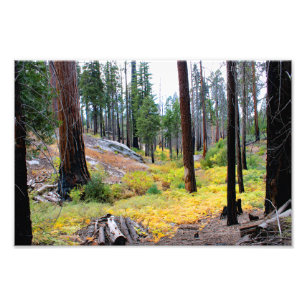Kings Canyon National Park Fotodruck