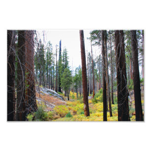 Kings Canyon National Park Fotodruck