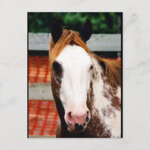 Kings Extravagant Girl Postkarte