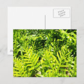 King's Fern Postcard Postkarte (Vorne/Hinten)