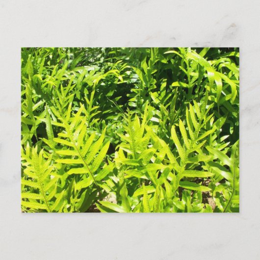 King's Fern Postcard Postkarte (Vorderseite)