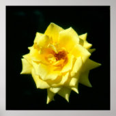 King's Ransom, Hybrid-Tee-Rose Poster (Vorne)