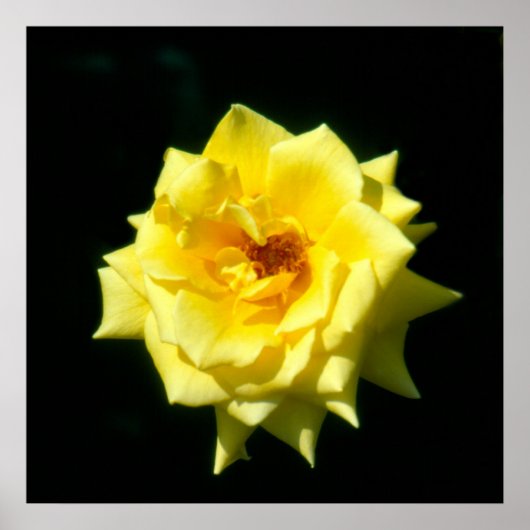 King's Ransom, Hybrid-Tee-Rose Poster (Vorne)