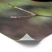 Kinkajou (Potos flavus) Poster (Ecke)