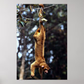 Kinkajou (Potos flavus) Poster (Vorne)