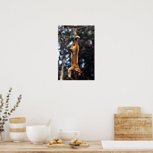 Kinkajou (Potos flavus) Poster (Küche)