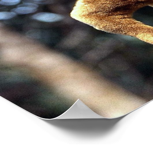 Kinkajou (Potos flavus) Poster (Ecke)