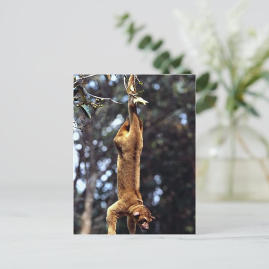 Kinkajou (Potos flavus) Postkarte (Stehend Vorderseite)
