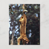 Kinkajou (Potos flavus) Postkarte (Vorderseite)