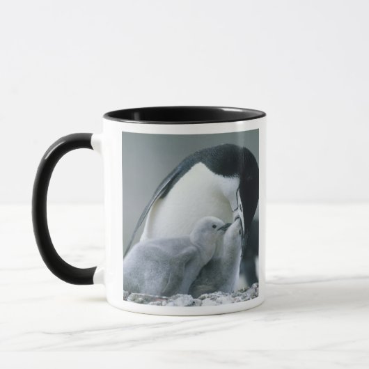 Kinnbandschwimmfüßer (Pygoscelis antarctica), Tasse (Links)