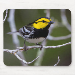 Kinney County, Texas. Gold-Wangen-Waldsänger Mousepad