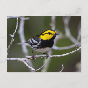 Kinney County, Texas. Gold-Wangen-Waldsänger Postkarte