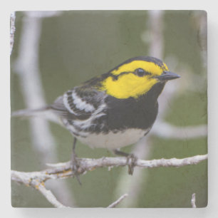 Kinney County, Texas. Gold-Wangen-Waldsänger Steinuntersetzer