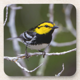Kinney County, Texas. Gold-Wangen-Waldsänger Untersetzer
