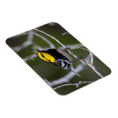 Kinney Landkreis, Texas. Warbler Magnet (Rechte Seite)