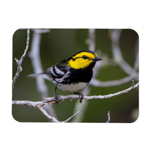 Kinney Landkreis, Texas. Warbler Magnet (Horizontal)