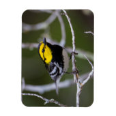 Kinney Landkreis, Texas. Warbler Magnet (Vertikal)