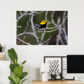 Kinney Landkreis, Texas. Warbler Poster (Heimbüro)