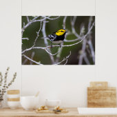 Kinney Landkreis, Texas. Warbler Poster (Küche)