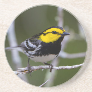 Kinney Landkreis, Texas. Warbler Untersetzer