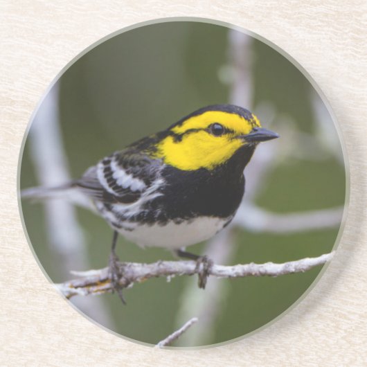 Kinney Landkreis, Texas. Warbler Untersetzer (Vorne)