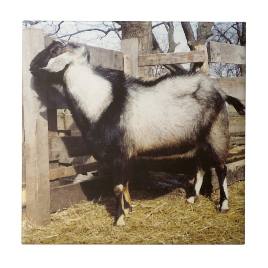 Kip! Fliese (Vorderseite)