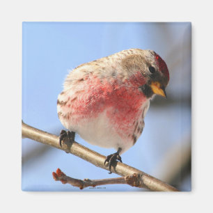 Kippen des Redpoll-Magneten Magnet