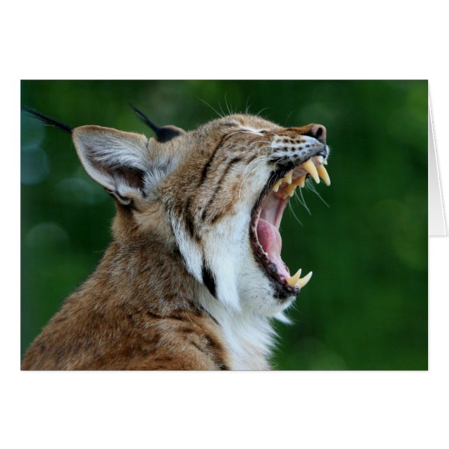 Kippkarte für Bobcat (Vorderseite (Horizontal))