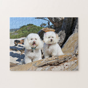 Kirby Shelby - Pudel auf Carmel Strand Puzzle