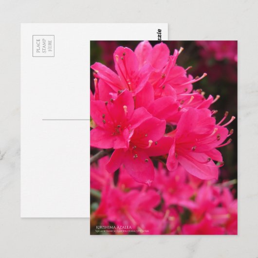 Kirishima Azalea Postkarte (Vorne/Hinten)