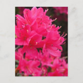 Kirishima Azalea Postkarte (Vorderseite)