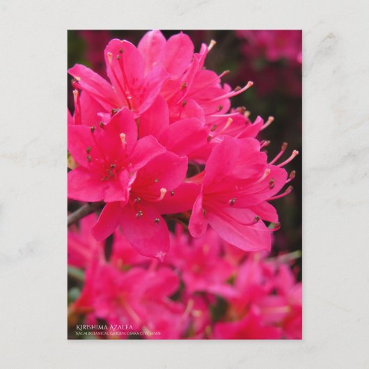 Kirishima Azalea Postkarte (Vorderseite)