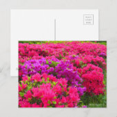 Kirishima Azalea:Postkarte Postkarte (Vorne/Hinten)