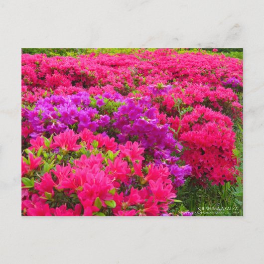 Kirishima Azalea:Postkarte Postkarte (Vorderseite)
