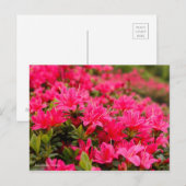 Kirishima Azalea [Postkarte] Postkarte (Vorne/Hinten)