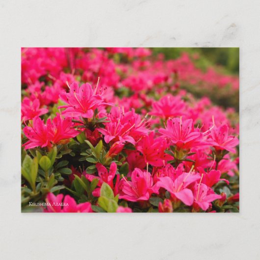 Kirishima Azalea [Postkarte] Postkarte (Vorderseite)