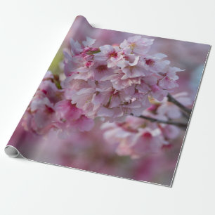 Kirrblüte im März Geschenkpapier