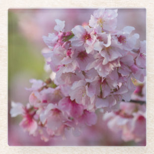 Kirrblüte im März Glasuntersetzer