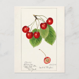 Kirsch (Prunus Avium) Frucht Aquarellmalerei Postkarte