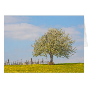 Kirschbaum im Frühling