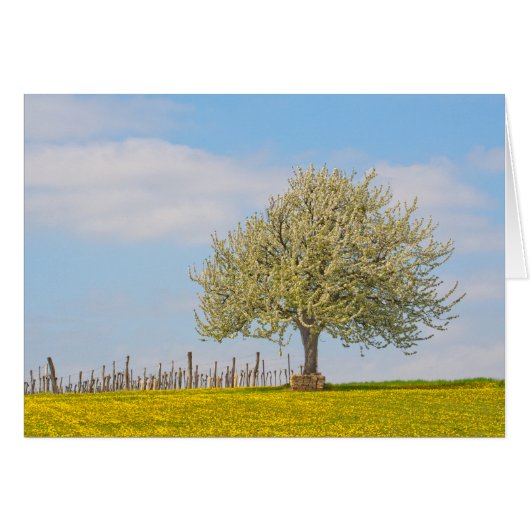 Kirschbaum im Frühling (Vorderseite (Horizontal))