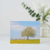 Kirschbaum im Frühling Postkarte (Stehend Vorderseite)