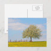 Kirschbaum im Frühling Postkarte (Vorne/Hinten)