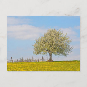 Kirschbaum im Frühling Postkarte