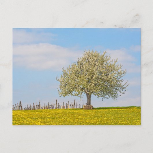 Kirschbaum im Frühling Postkarte (Vorderseite)