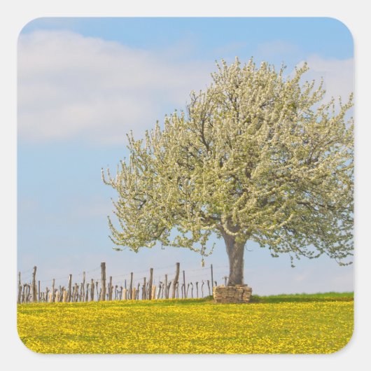 Kirschbaum im Frühling Quadratischer Aufkleber (Vorderseite)