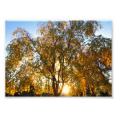 Kirschbaum im Herbst wischen, hinterlist Fotodruck (Vorne)