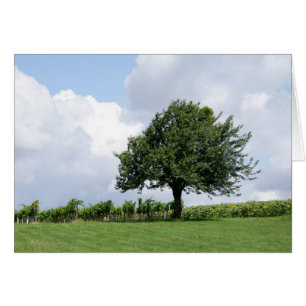 Kirschbaum im Sommer